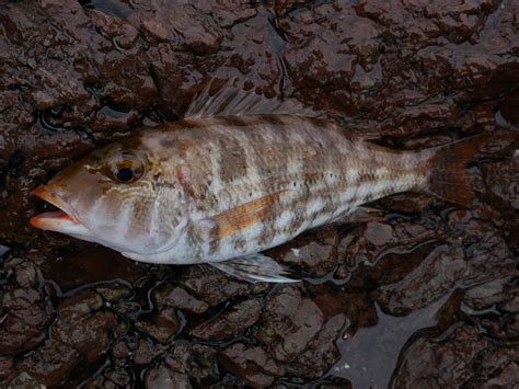 日本魚種類|写真から探せる魚図鑑